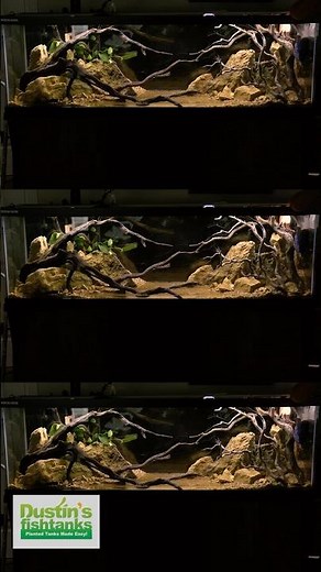 125 Gallon Aquascape