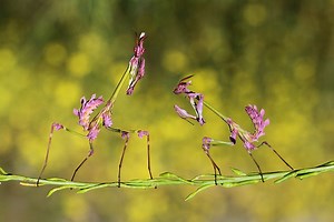 Empusa fasciata - Alchetron, The Free Social Encyclopedia