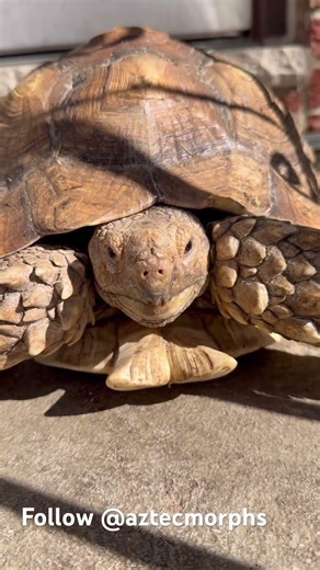 Sulcata tortoise #snake #aztecmorphs #exoticaquariumfish #reptiles #exoticpets