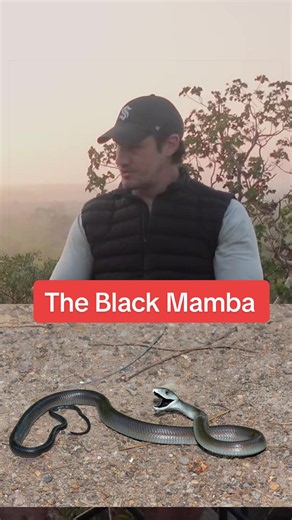 The Black Mamba: Africa’s Deadliest Snake Explained