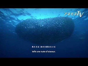 映画『マザーオーシャン』〜愛と調和を生きる、ひとつの家族の物語 〜美しい映像