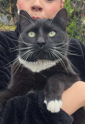 Conoce a Mis 9 Adorables Gatos