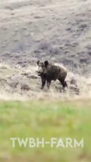 Hunter HD Videos 📸