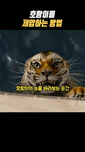 "호랑이를 제압하는 방법" #라이프오브파이