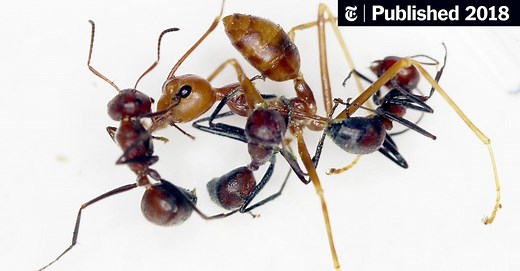 These Ants Explode, but Their Nests Live to See Another Day