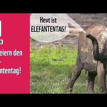 Heute ist Elefantentag! | WWF in Aktion
