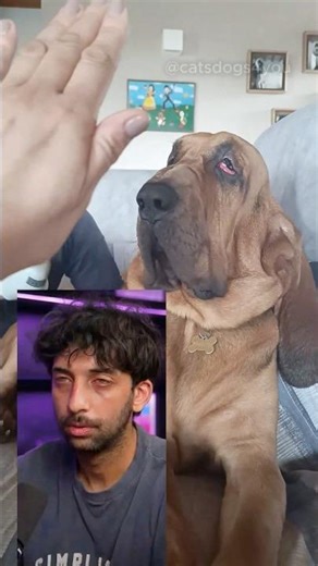 Some dumb ahh dogs #dogsofyoutube #funnypets