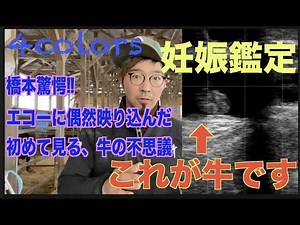 【エコーで妊娠鑑定】牛の胎児の命の輝き、偶然映り込んだ“あるもの”とは？
