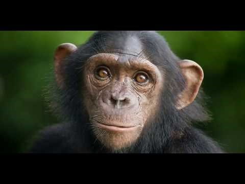 Imaqtpie's boosted monkey sound effect.