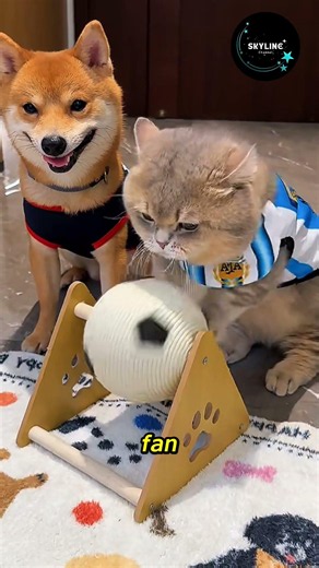 The Cutest Cat and Dog Duo Today – Guaranteed to Make You Smile! #pets