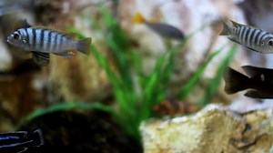 Aquarium Poisson Mer - Free video on Pixabay