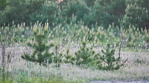 Pinus halepensis, commonly known as Aleppo pine, is pine native to Mediterranean region. Its range extends from Morocco, Algeria, Tunisia and Spain north to southern France, Malta, Italy, Croatia Stock Video