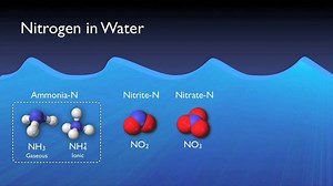 Nitrogen Removal in Wastewater Treatment