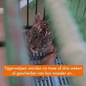 Meer dan 1500 tijgers leven in Thailand in gevangenschap. De dieren worden gebruikt als knuffeldier of foto-accessoire. Ze worden op jonge leeftijd bij hun moeder weggehaald, de dieren worden uitgehongerd of geprikt om agressief en ongewenst gedrag te stoppen en leven in kale betonnen bakken. Veel tijgers die worden gebruikt voor toerisme, worden later gedood en verwerkt tot traditioneel medicijn. Zo lijden de dieren in elke fase van hun leven. We roepen de Thaise overheid op om hier een einde a