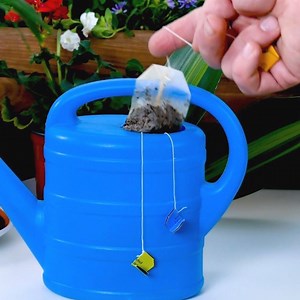 129K views · 96 reactions | Don't throw your used tea bags away! ☕️ Save on Pinterest: https://bit.ly/2LbDPqS Full Tips & Tricks:https://bit.ly/2XwYL1Y | Cleverly | Facebook