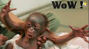 This cheeky monkey robbed a jewelry store like a boss. | AJ