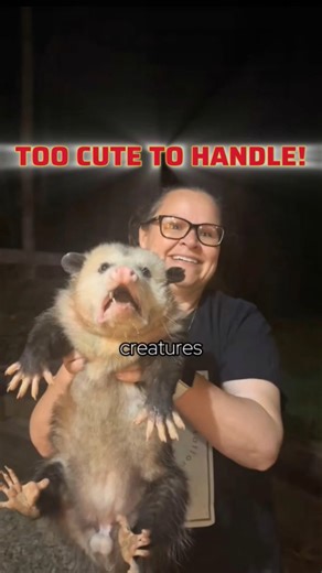 You Won’t Believe How Cute These Baby Opossums Are!#animals #didyouknow #facts #viral #babyanimals