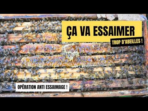 Spring inspection and anti-swarming operation