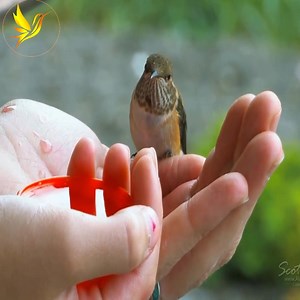 517K views · 10K reactions | The cutest hummingbirds of the solar system殺殺 | Socky | Facebook