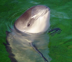 Harbour porpoise - Alchetron, The Free Social Encyclopedia