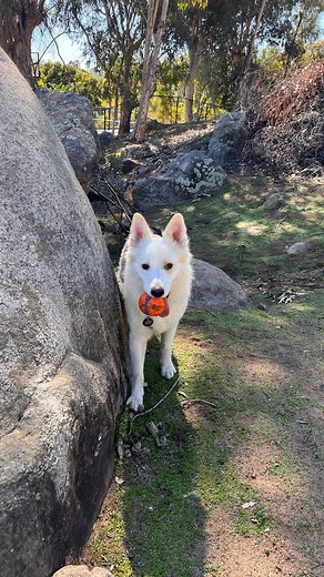 Available for adoption: Bon Bon! Bon Bon is a 2 year old samoyed mix. He is potty trained, crate trained, no guarding around food, great around everyone he meets, plays well with toys, plays well with his foster bro, people can be in his space and he’s unbothered, and he has the sweetest temperament. He has stayed with a few other people short term when his foster parents were out of town, and we’ve learned that he can be very hyper in new environments. But once he decompresses and trusts you (u