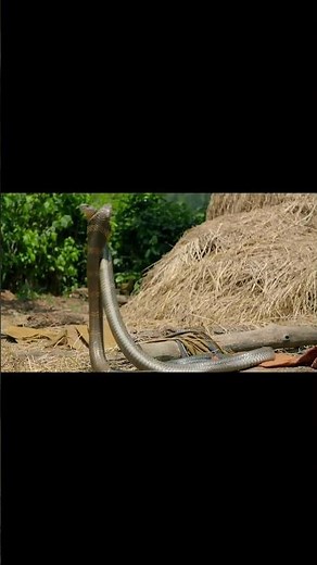 The Snake That Eats Other Snakes! 😱🐍 | King Cobra Facts #animalworld #animals