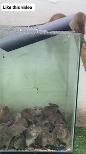 best Mouse Trap idea /best red trap plastic pipe #mouse #idea #plastic #pipe #viralreels #viralvideo #everyone | Abrar Oseeul Mehedi