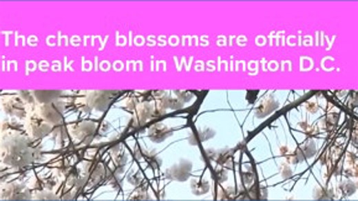 Cherry blossoms in bloom in Washington DC