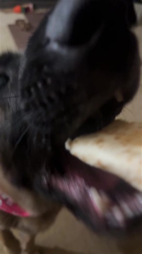 First Aid for Dog Injuries: What to Do When Bleeding