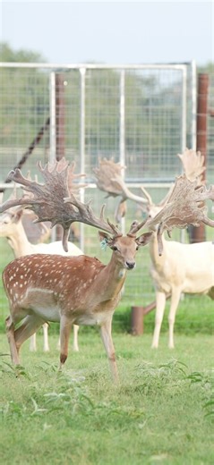 The Natural has it all #natural #fallowme #wildlife #all #buck