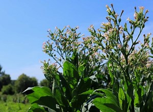 Everything About Care And Growing Tobacco Plant