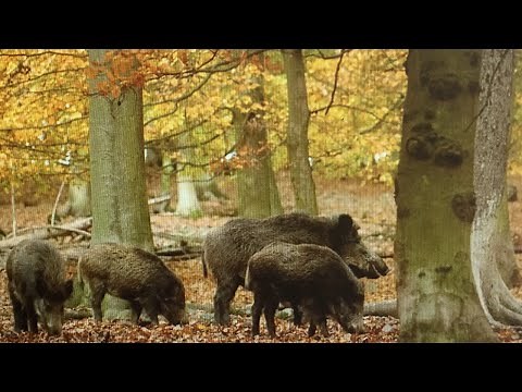 Wild Boar Hog Bowhunting at Wilderness Hunting Lodge Monterey, Tenn