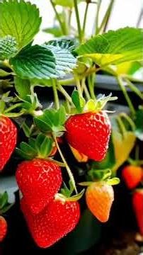 How Much Should You Water Your Plants in Summer? 7 Common Plants Explained with a 1-Gallon Milk J...