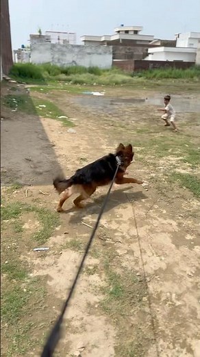 Aggressive German shepherd dog barking #dogshorts #dogbarking #aggressivedog #dogs #barkingsounds