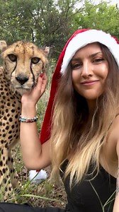 60K views · 3.4K reactions | Santa’s little helper has spots this year 六‍ #happyholidays #cheetah | Lisa Tora Jaqueline Kytösaho | Facebook