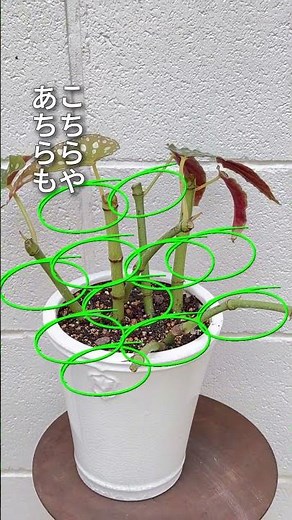 How to prune begonias? When should you do it? #houseplants #begoniacare #plants