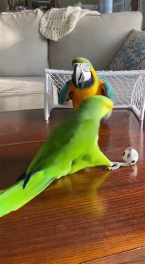 😹 “Parrots Play Soccer: Fake Moves, Wild Kick, Hilarious Goalkeeper Reaction!” #funny #parrot #cute