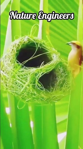 Nature Engineers | Birds Building Nests with Incredible Skill
