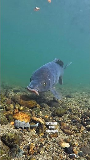 Almost Hooked! Smart Carp Beats the Rig
