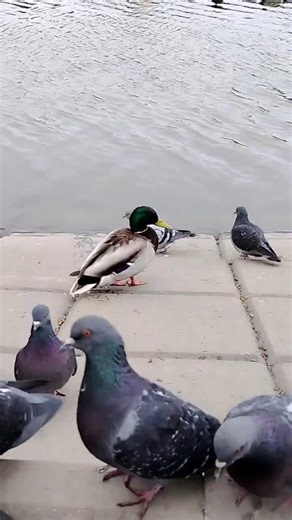 Mallards, pigeons, black-headed gulls🦆🕊️ Утки, голуби и озерные чайки #кряква #mallard #pigeons