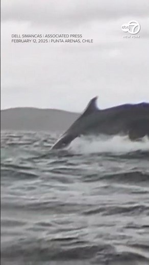 Humpback whale swallows kayaker