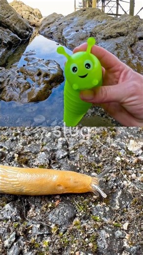 Bug Insect Names for Kids | Toy Learning Fun at the Rock Pool: Slug Beetle Bee Dragonfly Millipede