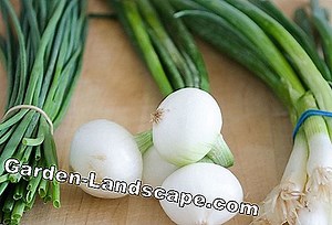 Lifestyle: Onion varieties - types & differences | 2025