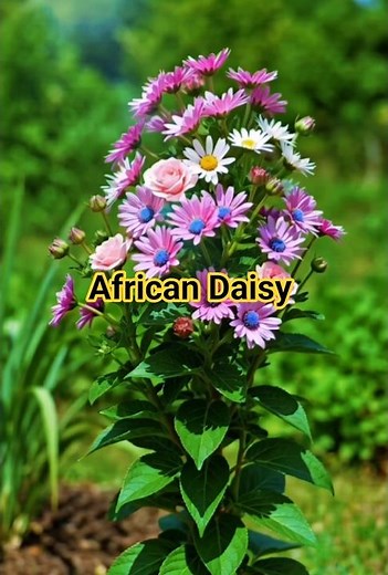 The Untamable Bloom: Why the African Daisy Commands Respect