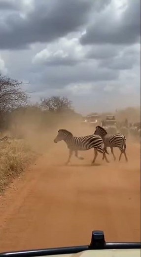 Zebra Stampede Takes Over the Safari Road! 🦓🔥 #wildlife