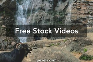 Goat Animated Videos, Download The BEST Free 4k Stock Video Footage & Goat Animated HD Video Clips