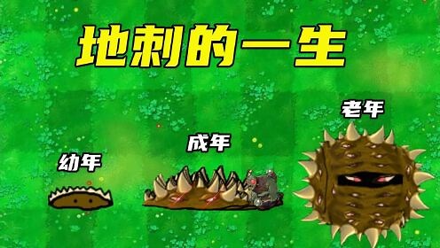 植物大战僵尸：地刺与地刺王的一生