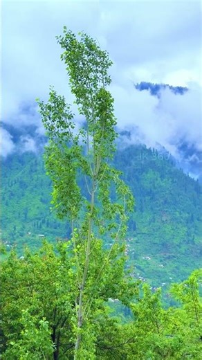 gojri pahari channel #hindisong