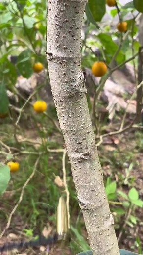 learn grafting 🍊 #plants #fruits #creativity #grafting | plants