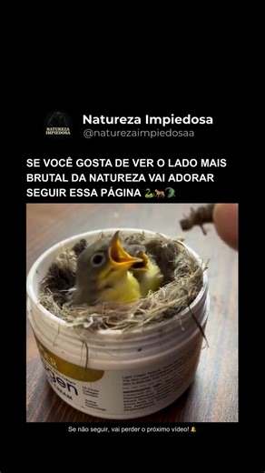 Natureza Impiedosa on Instagram: "O INSTINTO DA SOBREVIVÊNCIA DOS PÁSSAROS 🕊️ Pouca gente percebe, mas esse comportamento curioso é pura estratégia de sobrevivência. Logo após serem alimentados, os filhotes de pássaros costumam defecar quase imediatamente — e isso não é coincidência. Ao eliminar os resíduos rapidamente, o ninho permanece limpo, sem odores fortes que poderiam atrair predadores como cobras, roedores ou outros pássaros oportunistas. Além disso, muitas mães chegam a remover ou até 